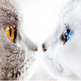 МАГИЯ РУЛИТ