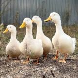 Ногинск Электросталь