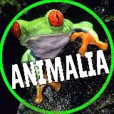 Анималия | Природа