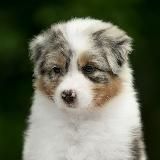 Австралийская овчарка/Аусси Кассиопея/Буба