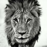 НЕТ ДИКТАТУРЕ