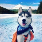 ❄️Хаски❄️