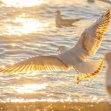 𝓡𝓾𝓱𝓾𝓶 🕊️