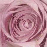 Женское Искусство