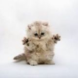 Милые и смешные котики ฅ^•ﻌ•^ฅ