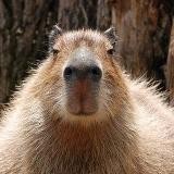 Ленивая капибарыня