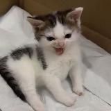 Пикчи и мемы с котиками