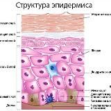 Кожа и гормоны. Для ветврачей