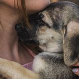 Чат щенячей матери