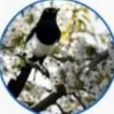 Сорока на хвосте принесла..