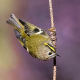 Фотограф природы Михаил Ездаков