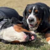 𝗗𝗔𝗔 ᶜᴴᴬᵀ