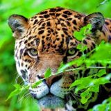 Мир животных