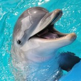 Голубые Сливки