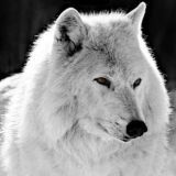 werejapi ugüu | feliz cumple Morgen🖤♥️🐻❄️🐼🫀❤️🔥