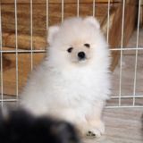 Питомник шпицев Удельная слобода