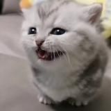 Мини котямбусы