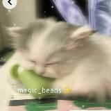 ✨️magic_biser✨️