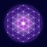 The Awakened Species ☀️