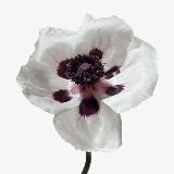 Афродита 🌿