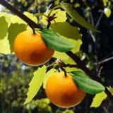 Две апельсинки чат