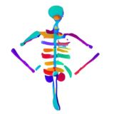 Анатомия: видео конспекты_Требушинина Татьяна Григорьевна