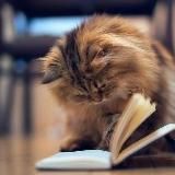 Филологичка