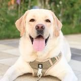 Лабрадор Марти и 🍯Хани