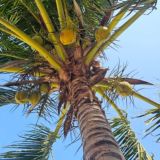 ТУРАГЕНТ: Пхукет 🌞 Самуи 🌴