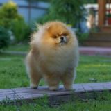 Puppy pomeranian шпицы