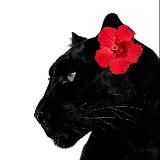 шпильки, цацки две шанели