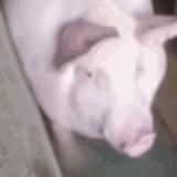 Gerpatiy's AI chambur #IndiaTG #SCATSat #RapidScat #SAAR