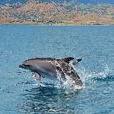 Эти забавные южане