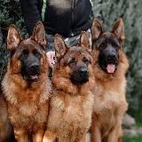 🇩🇪ПИТОМНИК НЕМЕЦКИХ ОВЧАРОК🇩🇪