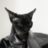 Королевский Стэк