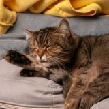 Гнездовіе наркобушка