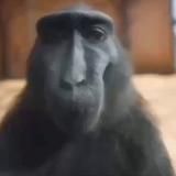 Downsin's House of Rape