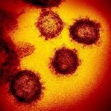 Коронавирус Беларусь COVID-19