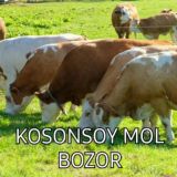 Kosonsoy Mol Bozori 🐂