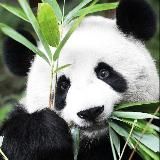 ПАНДА САДОВОД 21-26 🐼