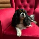 🐾Блог Сильвии: Кавалер Кинг Чарльз Спаниели
