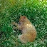 🦌 Goblincore 🌲 | Гоблинкор