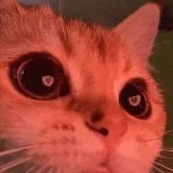 вентиса ху?