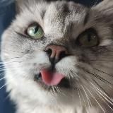 Котовое настроение