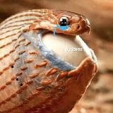 плохие фотки стихов, и рецензии не лучше