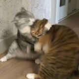 блейзерята и альтушки