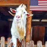 Маразм крепчает