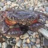 Сеансы исцеление Земли