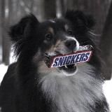 собака злобный волос🧜