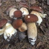 Грибники Подмосковья